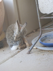 Sylvilagus audubonii