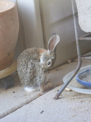 Sylvilagus audubonii