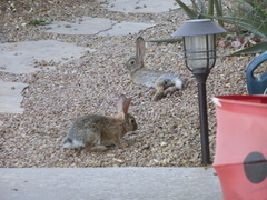 Sylvilagus audubonii