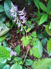 Corydalis sheareri