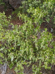 Garrya buxifolia