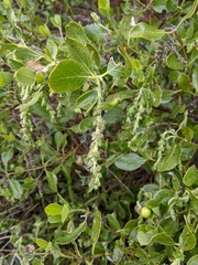 Garrya buxifolia