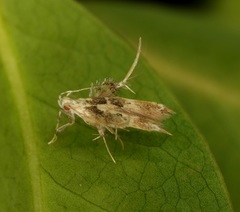 Ashibusa