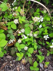 Rubus hirsutus