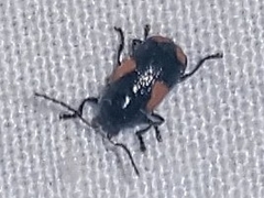 Cryptocephalus quadruplex