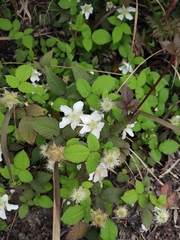 Rubus hirsutus