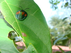 Discomorpha bisbiplagiata