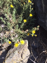 Senecio adenotrichius