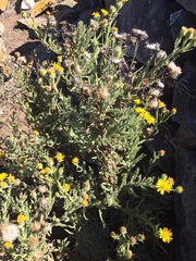 Senecio adenotrichius