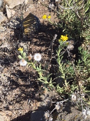 Senecio adenotrichius