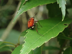 Paratrichius alboguttatus
