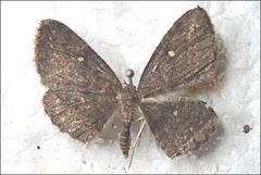 Casbia melanops