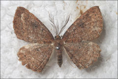 Casbia melanops