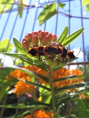 Oncopeltus fasciatus