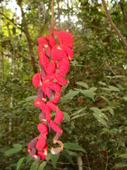 Condamineeae