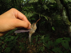 Phaethornis bourcieri