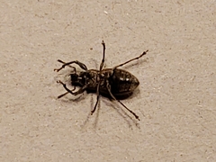 Naupactus leucoloma