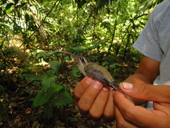 Phaethornis malaris