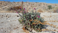 Penstemon clevelandii clevelandii