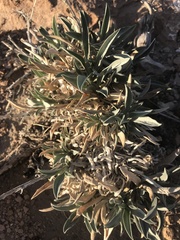 Oreocarya confertiflora