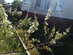 Spiraea cinerea