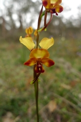 Diuris corymbosa