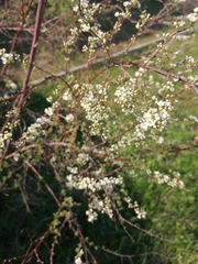 Spiraea cinerea