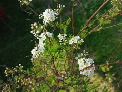 Spiraea cinerea