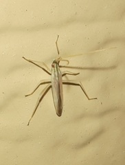 Trigonotylus pulcher