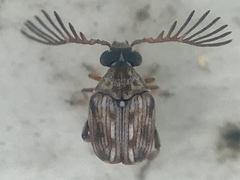 Megacerus cubiculus