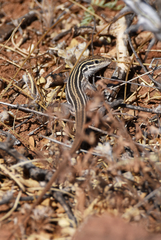 Aspidoscelis sonorae