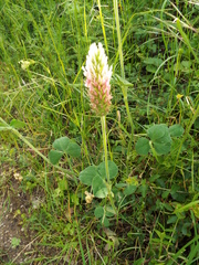 Trifolium incarnatum molinerii