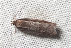 Eulechria xeropterella