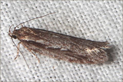 Eulechria xeropterella