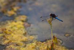 Erythrodiplax connata