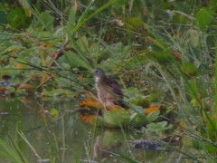 Porphyrio flavirostris