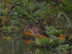 Porphyrio flavirostris