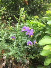 Solanum pinnatum