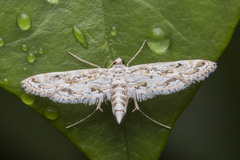Parapoynx diminutalis