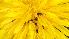 Ochetellus glaber