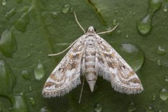Parapoynx diminutalis