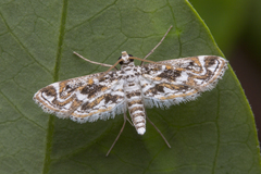 Parapoynx diminutalis