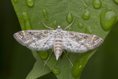 Parapoynx diminutalis