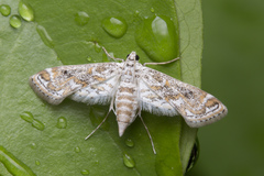 Parapoynx diminutalis