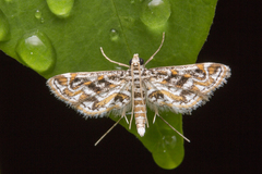 Parapoynx diminutalis