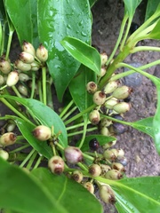 Dendropanax arboreus