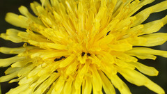 Ochetellus glaber