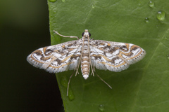 Parapoynx diminutalis
