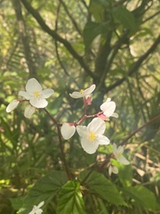 Begonia decandra