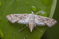 Parapoynx diminutalis